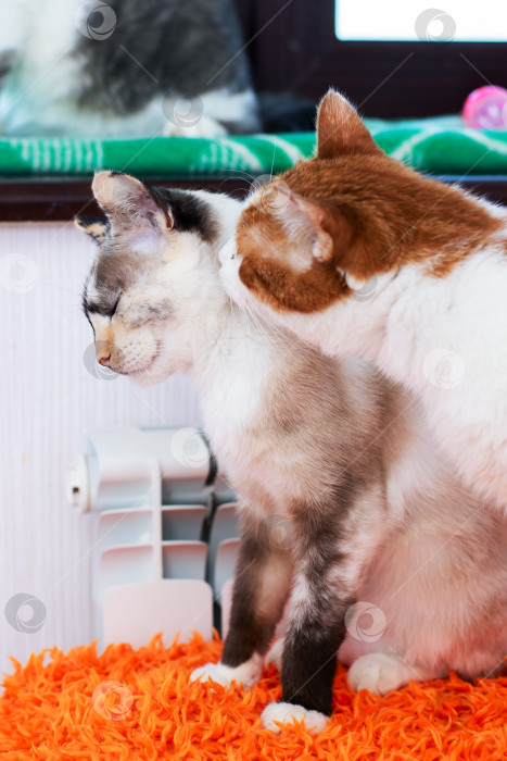 Скачать Две очаровательные кошечки пристально смотрят друг на друга на ярко-оранжевом коврике фотосток Ozero