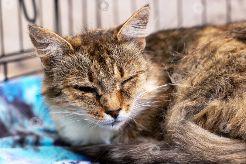 Скачать Кошка уютно лежит в клетке на мягком голубом одеяле фотосток Ozero