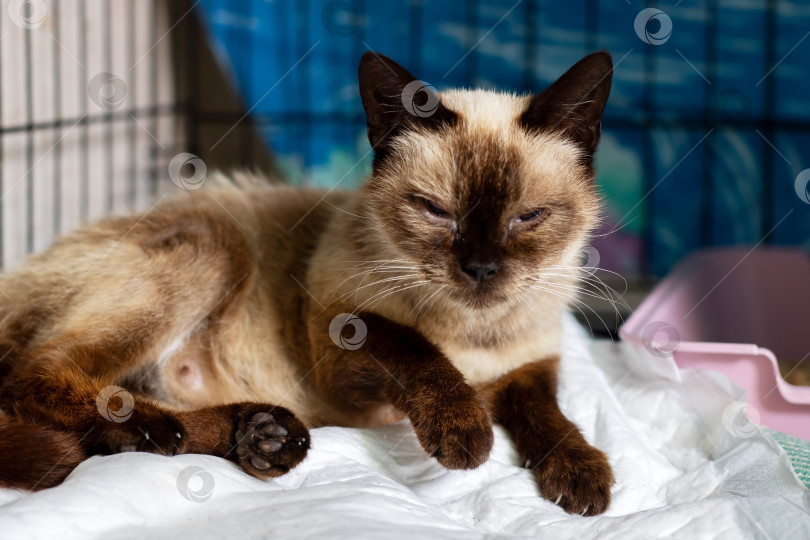 Скачать Коричневая кошка лежит на мягком белом одеяле, расслабленно закрыв глаза фотосток Ozero