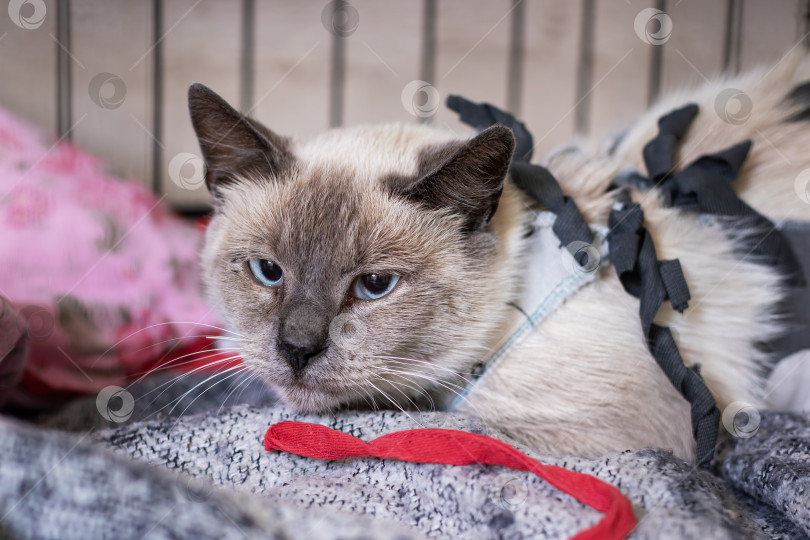 Скачать Симпатичный кот в яркой шлейке лежит на мягком одеяле фотосток Ozero
