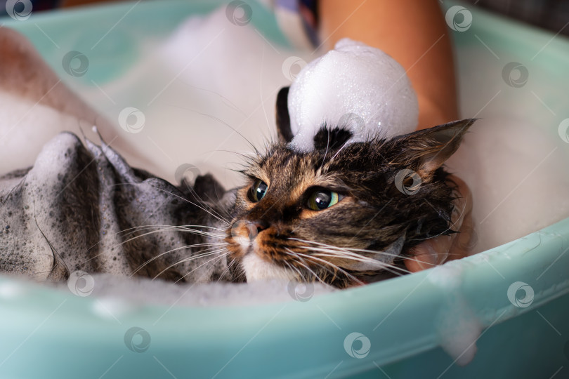 Скачать Симпатичный кот наслаждается купанием в ванне, наполненной шипучей пеной на голове фотосток Ozero