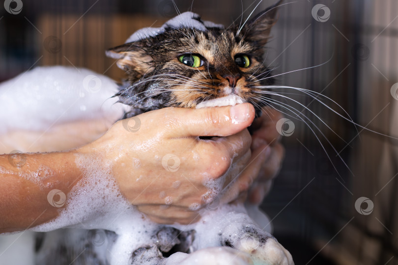 Скачать Человек тщательно моет кошку с мылом и водой фотосток Ozero
