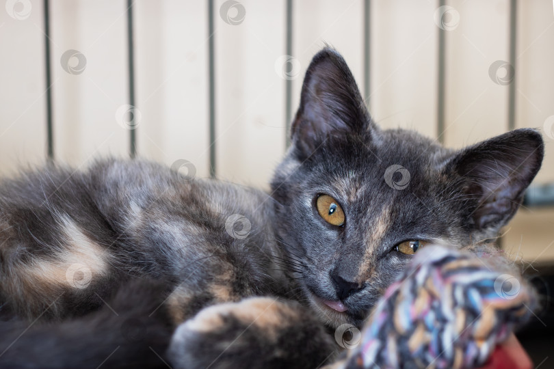 Скачать Серая кошка с яркими желтыми глазами игриво играет с игрушкой фотосток Ozero