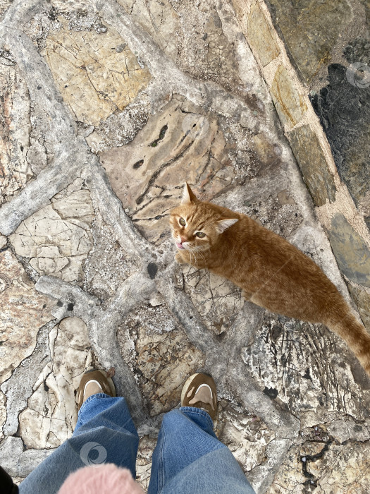 Скачать Рыжий кот, смотрящий вверх на каменную мостовую с видимыми ногами человека, на открытом воздухе фотосток Ozero