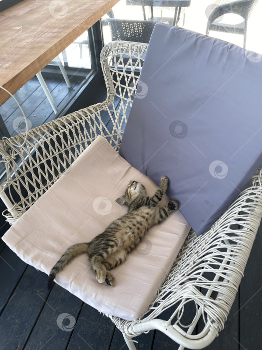 Скачать Полосатая кошка, спящая на подушках с плетеной скамейкой на залитом солнцем открытом воздухе, идеально подходит в качестве фона фотосток Ozero