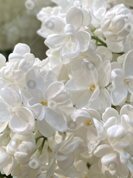 Скачать Цветы белой сирени крупным планом с нежными лепестками и мягким освещением, идеально подходящие для фона фотосток Ozero