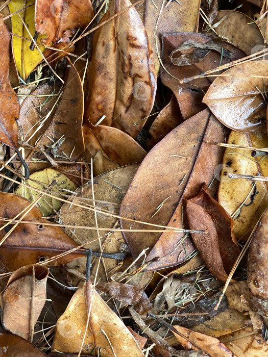 Скачать Осенние листья и сосновые иголки создают естественный текстурированный фон с землистыми тонами фотосток Ozero