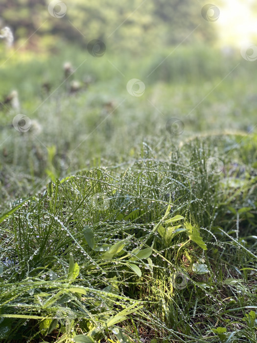 Скачать Покрытая росой трава на залитом солнцем лугу, природный фон со свежей зеленью фотосток Ozero