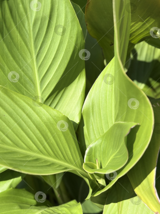 Скачать Зеленые тропические листья накладываются друг на друга под солнечным светом, создавая естественную текстуру и фон фотосток Ozero