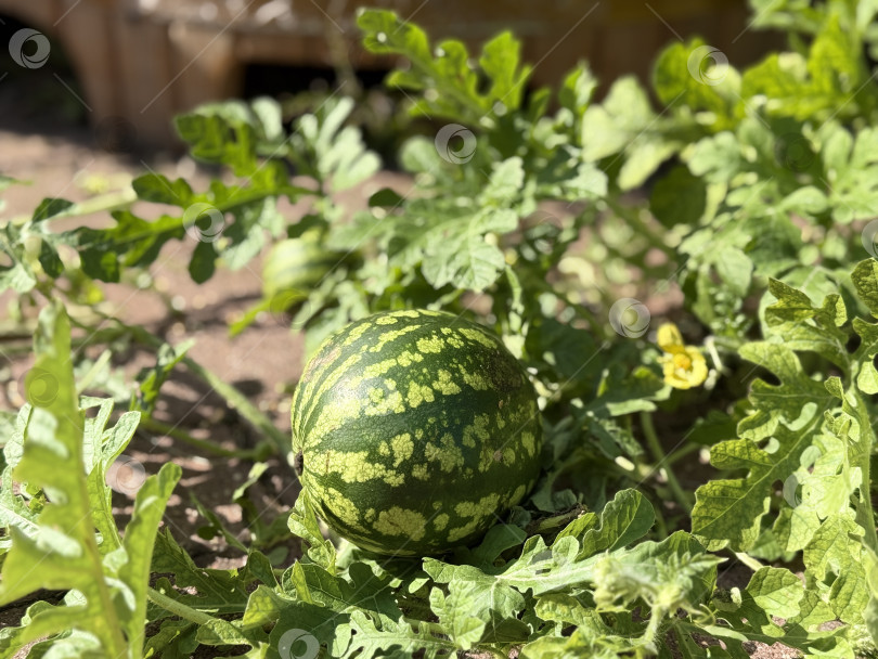 Скачать Арбуз, растущий в саду с зелеными листьями и залитой солнцем почвой, подходит в качестве фона на природе фотосток Ozero