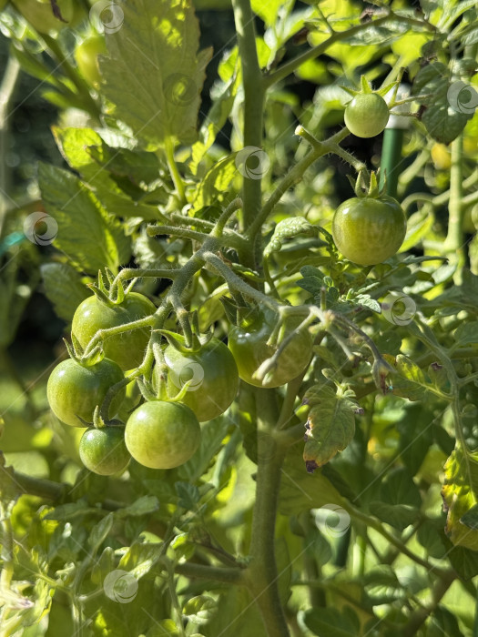Скачать Зеленые помидоры, растущие на виноградной лозе на фоне залитого солнцем сада фотосток Ozero