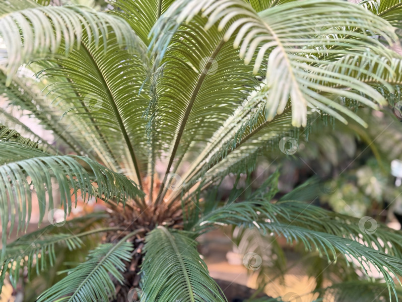 Скачать Пальмовые листья закрывают вид, создавая пышный зеленый естественный фон, сквозь который проникает солнечный свет фотосток Ozero