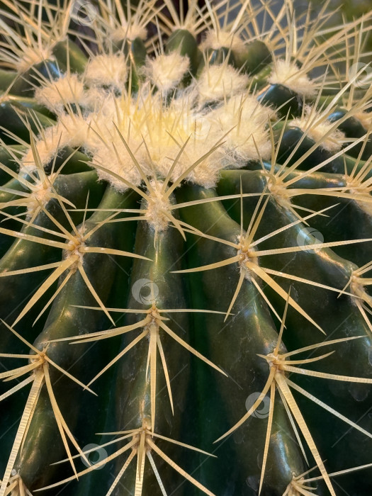 Скачать Крупный план кактуса с острыми шипами и зелеными гребнями с замысловатыми деталями, идеально подходящий для фона. фотосток Ozero