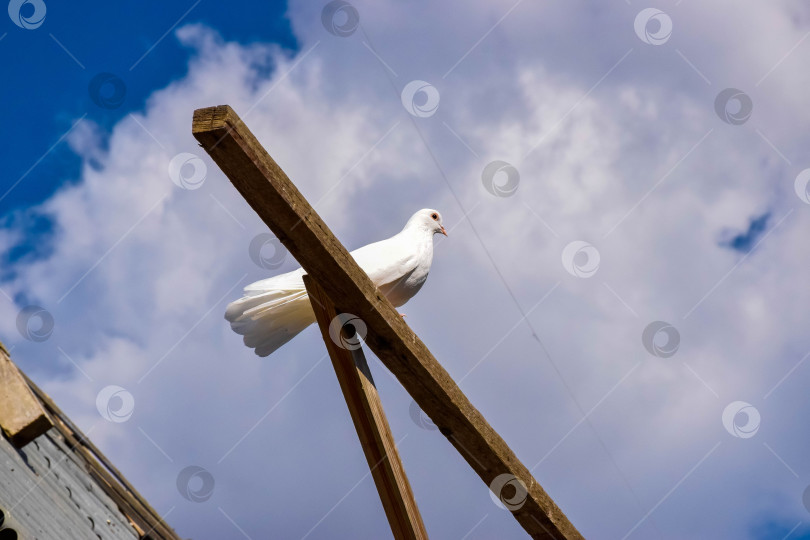 Скачать Белый голубь на фоне облаков фотосток Ozero