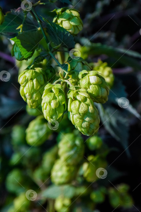 Скачать Хмель обыкновенный (Humulus lupulus) фотосток Ozero