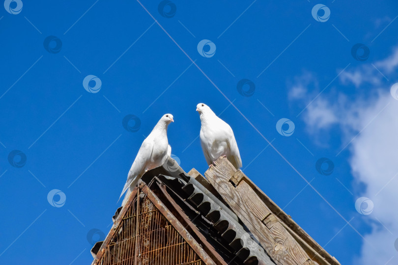 Скачать Голубь и голубка фотосток Ozero