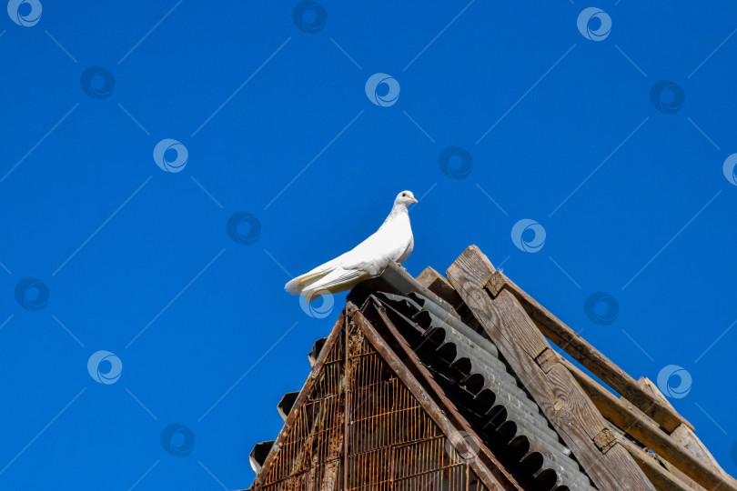 Скачать Белая голубка фотосток Ozero