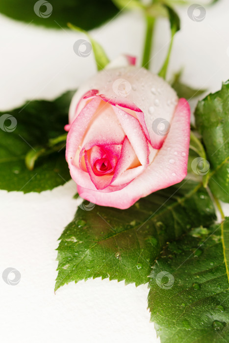 Скачать Бутон белой розы фотосток Ozero