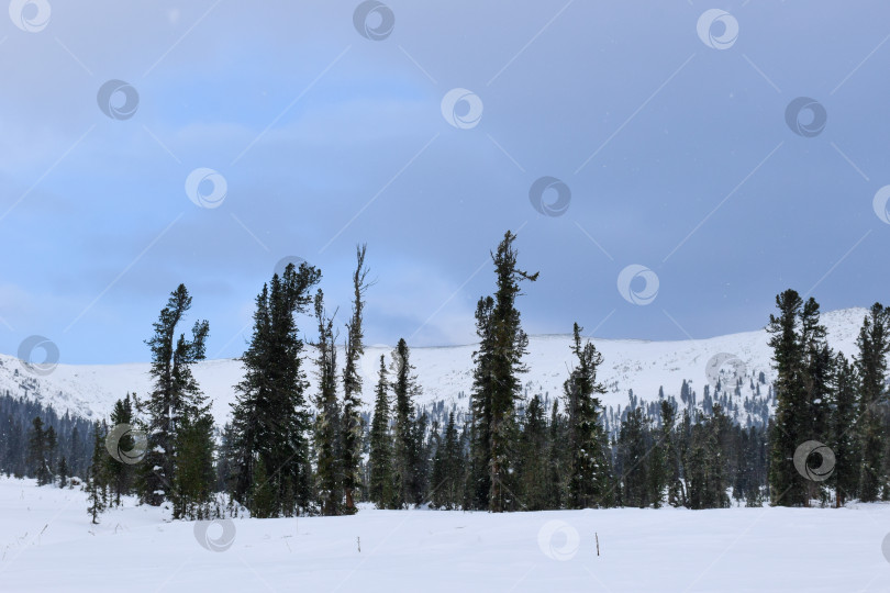 Скачать Зима в горной тайге фотосток Ozero