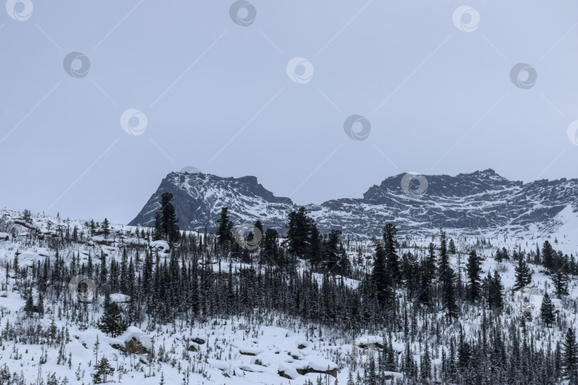 Скачать Зима в горной тайге, Спящий Саян фотосток Ozero