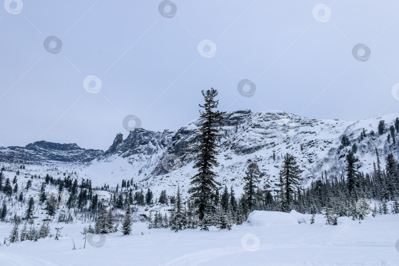 Скачать Зима в горной тайге фотосток Ozero