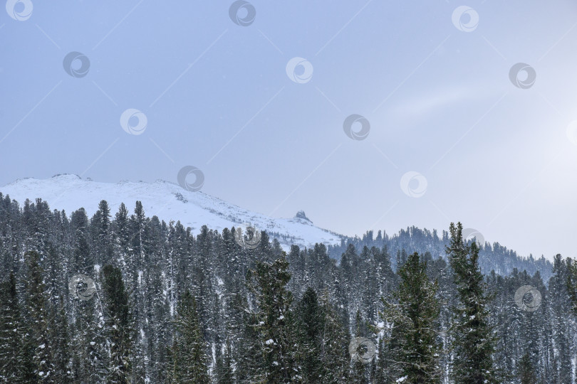Скачать Зима в горной тайге фотосток Ozero