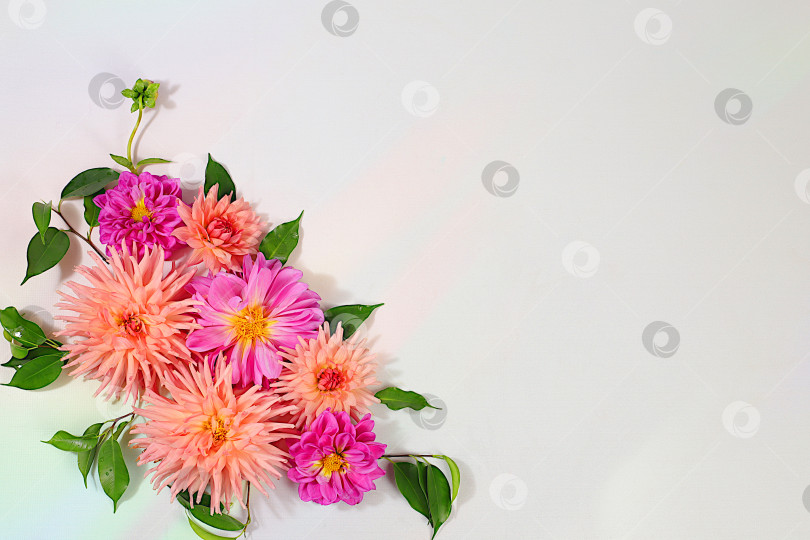 Скачать Абстрактная цветочная композиция и осенний натюрморт с сезонными цветами, красивые цветы георгина на светлом фоне, задник и баннер для экрана, минималистичная концепция праздника, поздравительная открытка. фотосток Ozero