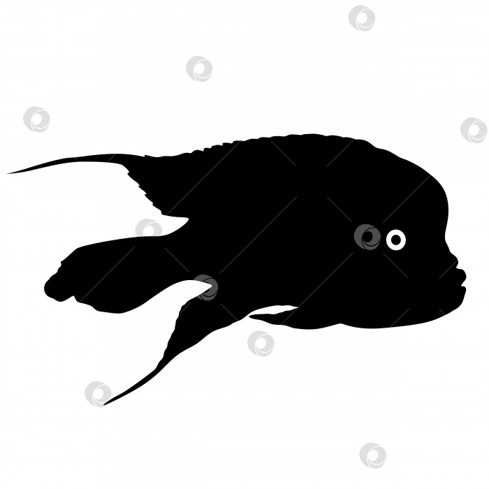Скачать Черный силуэт аквариумной рыбки на белом фоне фотосток Ozero