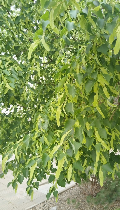 Скачать Дерево "Липа". фотосток Ozero
