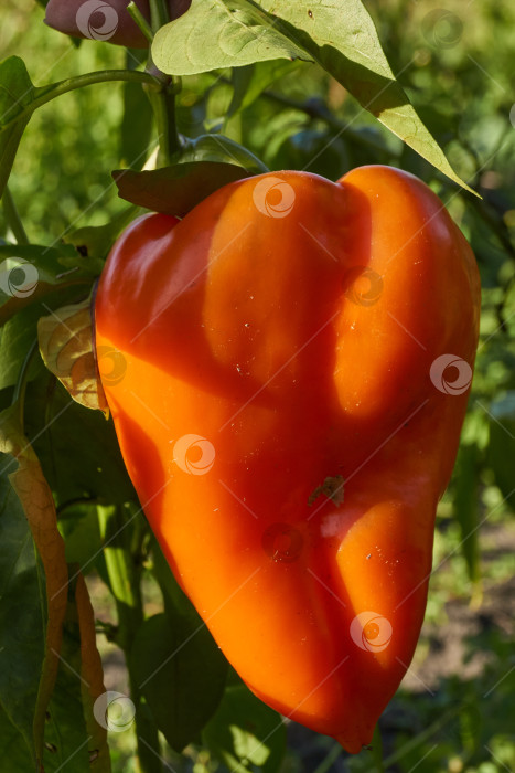 Скачать Сладкий перец или овощной перчик густой (лат. Capsicum annuum subsp. Крупный). фотосток Ozero