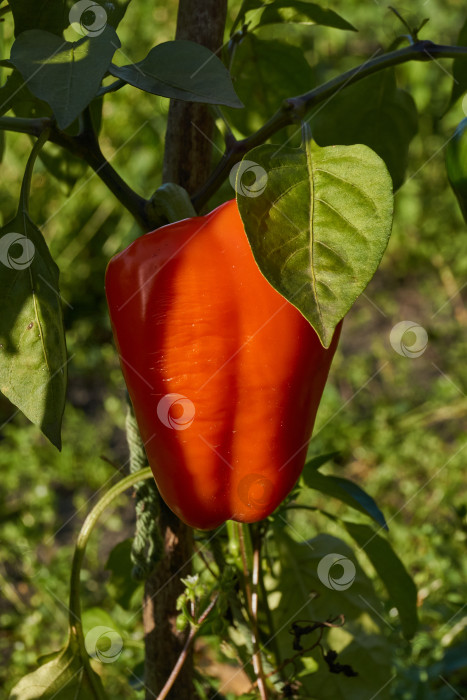 Скачать Сладкий перец или овощной перчик густой (лат. Capsicum annuum subsp. Крупный). фотосток Ozero