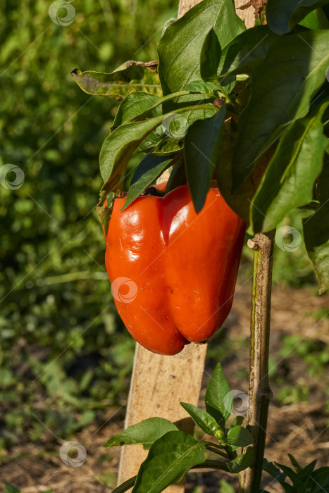 Скачать Сладкий перец или овощной перчик густой (лат. Capsicum annuum subsp. Крупный). фотосток Ozero