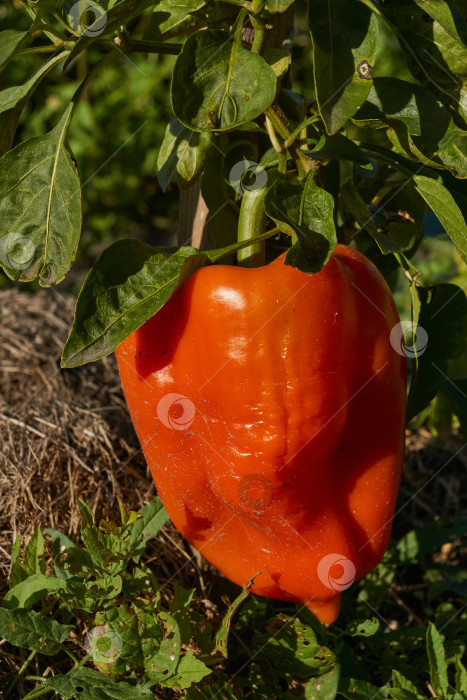 Скачать Сладкий перец или овощной перчик густой (лат. Capsicum annuum subsp. Крупный). фотосток Ozero