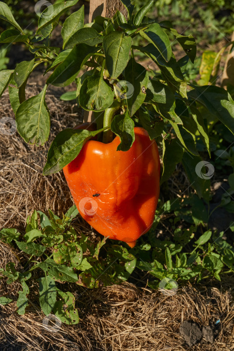 Скачать Сладкий перец или овощной перчик густой (лат. Capsicum annuum subsp. Крупный). фотосток Ozero