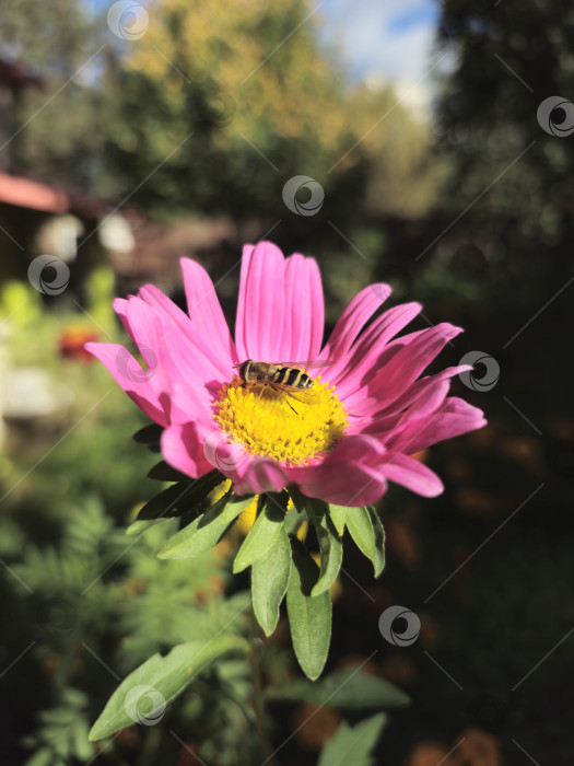 Скачать пчела собирает нектар фотосток Ozero