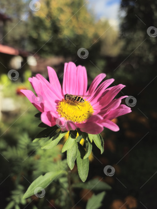 Скачать пчела фотосток Ozero