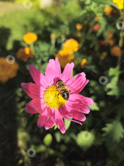 Скачать пчела фотосток Ozero