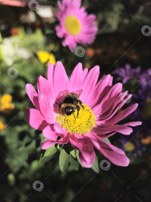 Скачать пчела фотосток Ozero