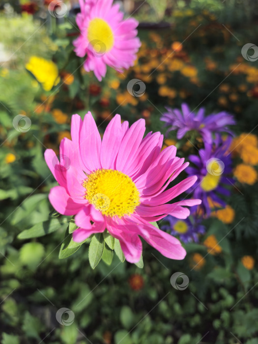 Скачать цветы фотосток Ozero