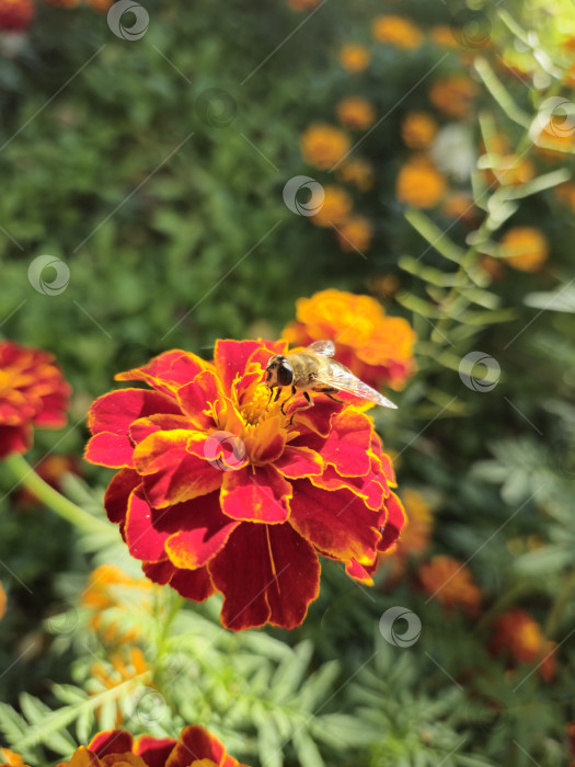 Скачать пчела фотосток Ozero