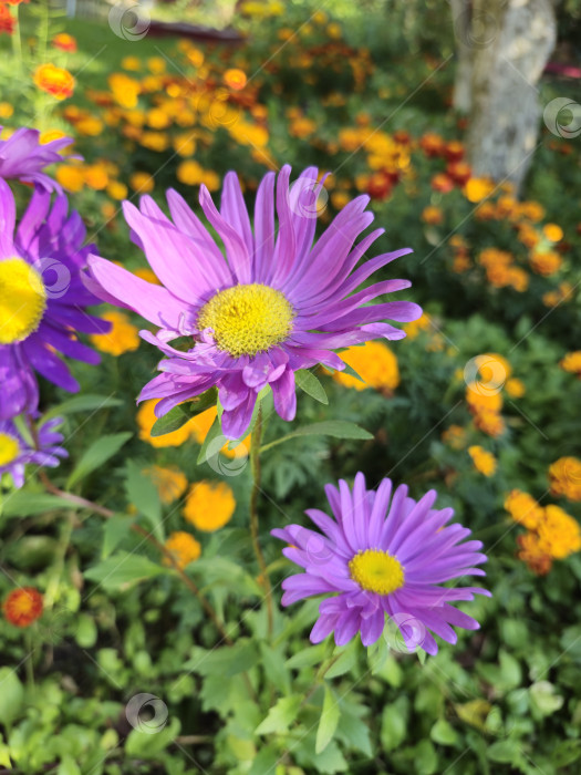 Скачать цветы фотосток Ozero