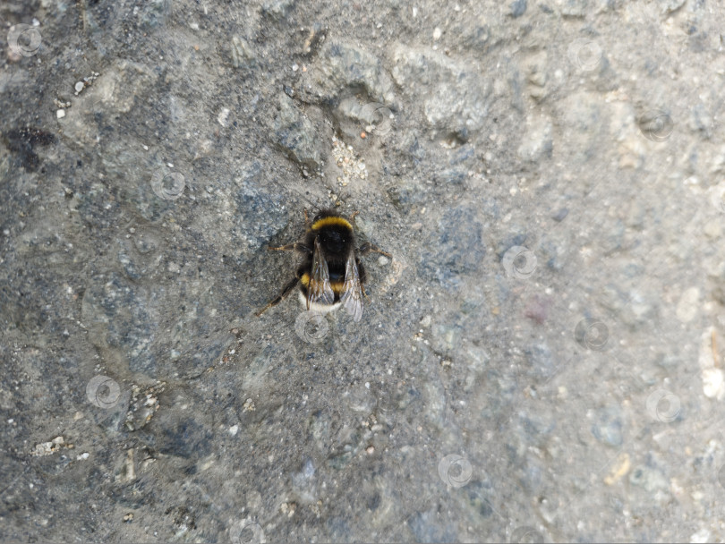 Скачать шмель фотосток Ozero