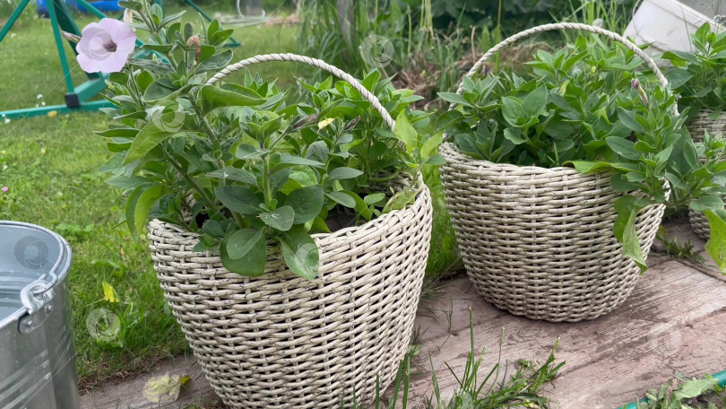 Скачать Видео о корзине из ротанга с растениями на открытом воздухе фотосток Ozero