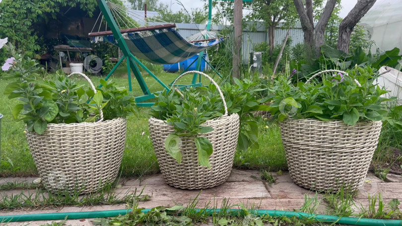 Скачать Видео о корзине из ротанга с растениями на открытом воздухе фотосток Ozero