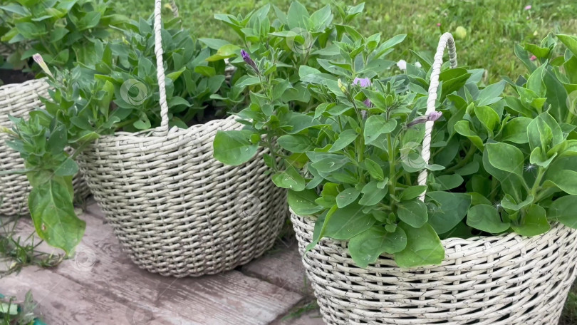 Скачать Видео о корзине из ротанга с растениями на открытом воздухе фотосток Ozero