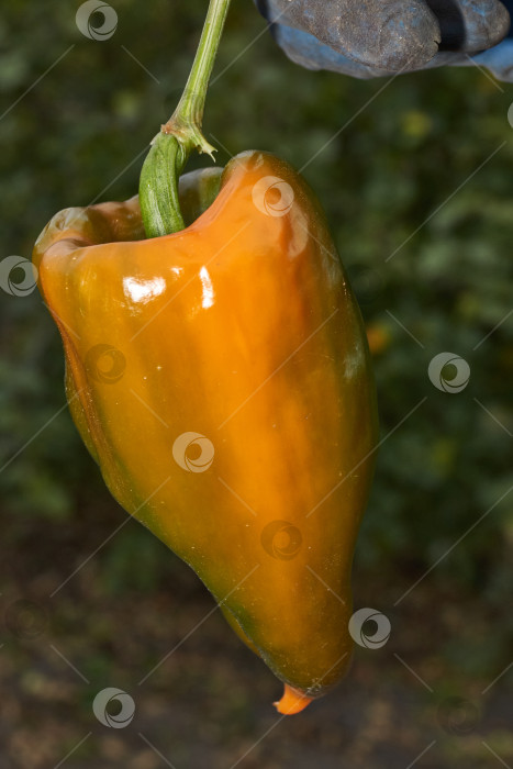 Скачать Сладкий перец или овощной перчик густой (лат. Capsicum annuum subsp. Крупный). фотосток Ozero
