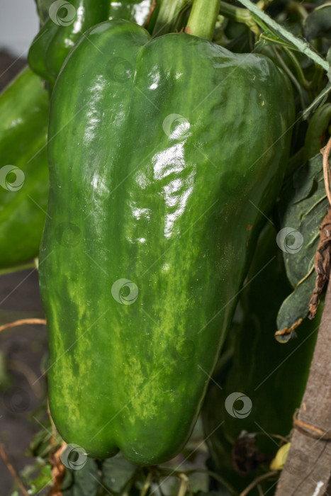 Скачать Сладкий перец или овощной перчик густой (лат. Capsicum annuum subsp. Крупный). фотосток Ozero