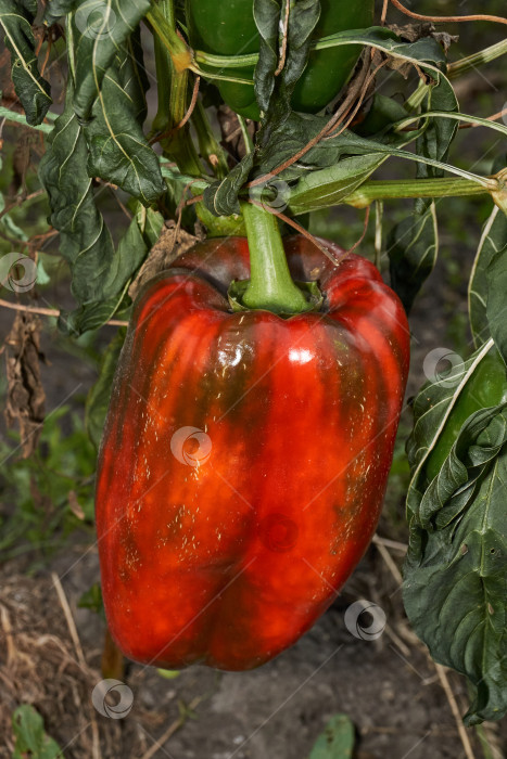 Скачать Сладкий перец или овощной перчик густой (лат. Capsicum annuum subsp. Крупный). фотосток Ozero
