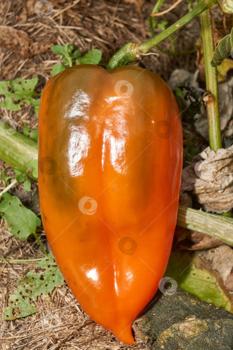 Скачать Сладкий перец или овощной перчик густой (лат. Capsicum annuum subsp. Крупный). фотосток Ozero
