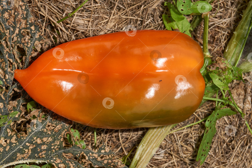 Скачать Сладкий перец или овощной перчик густой (лат. Capsicum annuum subsp. Крупный). фотосток Ozero